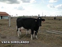 /album/vaca-girolando/vaca-girolando-9-jpg/